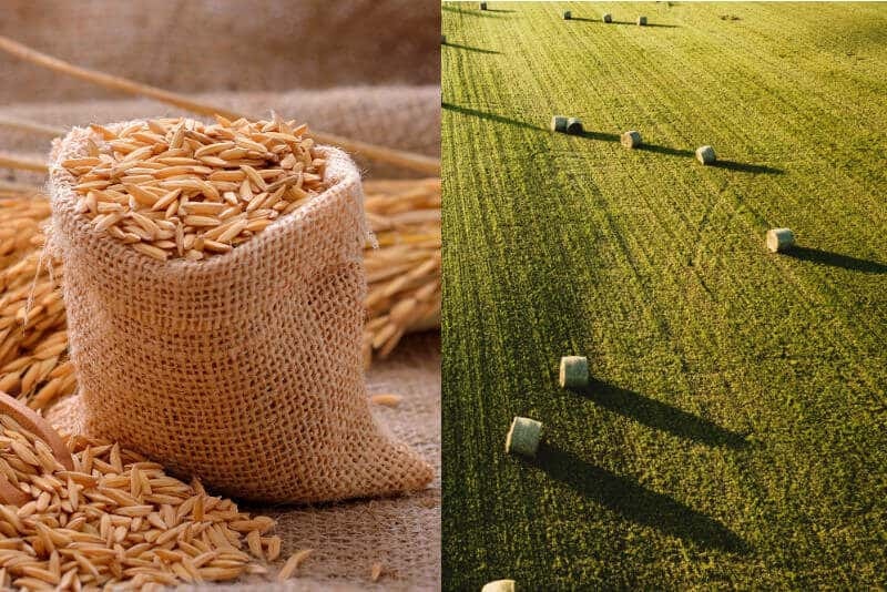 orzoaica si lucerna Agrocop Dalnic