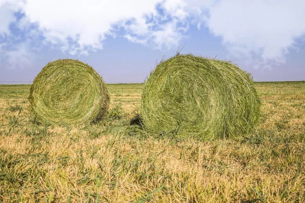 BALOȚI DE LUCERNĂ